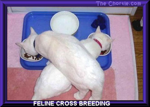 Feline cross breeding.