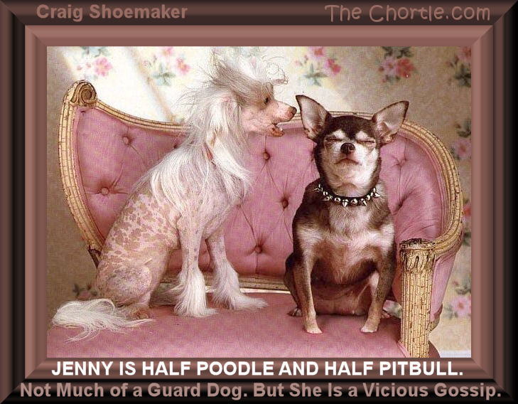 Jenny is half poodle and half pitbull. Not much of a guard dog, but she is a cicious gossip. - Craig Shoemaker 