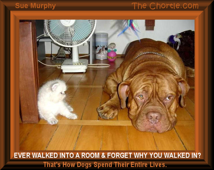 Ever walked into a room and forget why you walked in? That's how dogs spend their entire lives - Sue Murphy