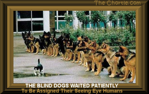 The blind dogs waited patiently to be assigned their seeing eye humans.