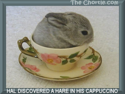 Hal discovered a hare in his cappaccino