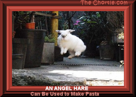An angel hare can be used to make pasta
