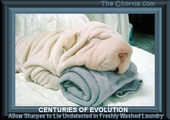 Centuries of evolution allow Sharpes to lie undetected in freshly wahed laundry