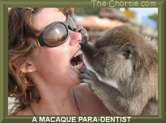 A macaque para-dentist.