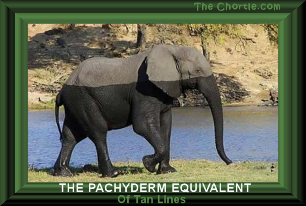 The pachyderm equivalent of tan lines.