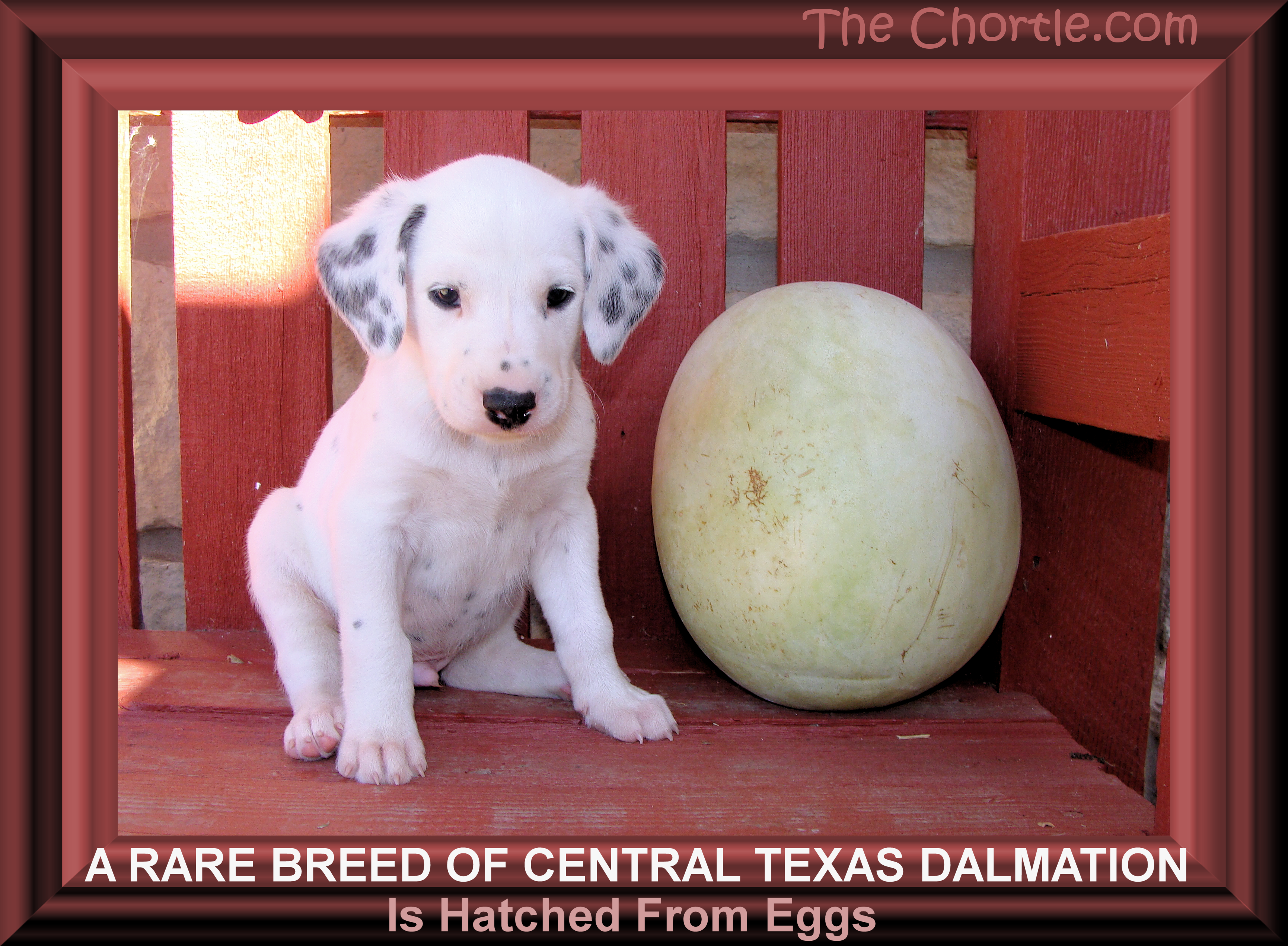 A rare breed of central Texas dalmation is hatched from eggs.