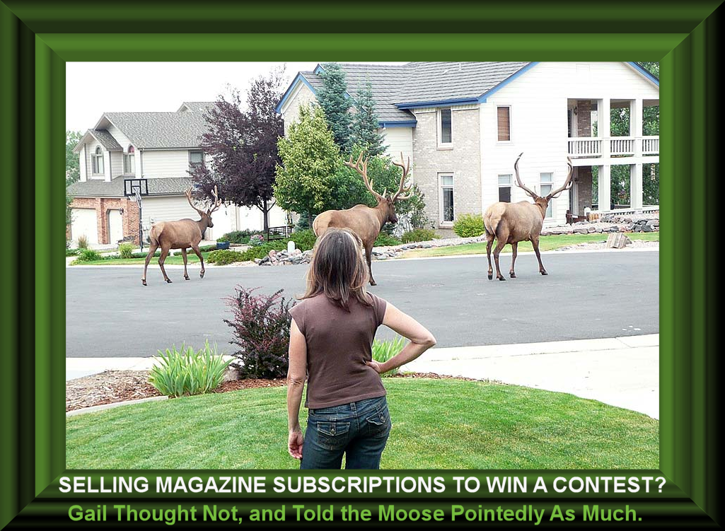 Selling magazine subscriptions to win a contest? Gail thought not and told the moose pointedly as much.