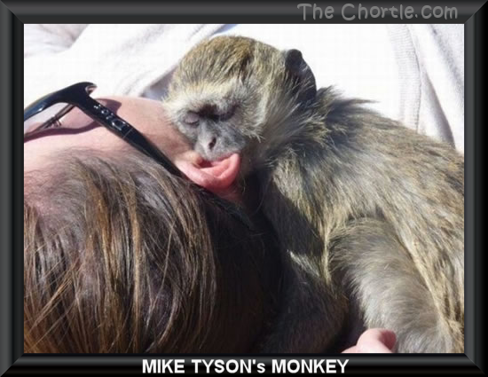 Mike Tyson's monkey.