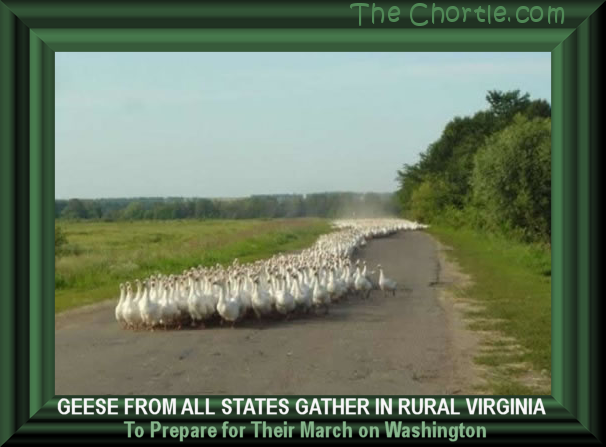 Geese from all states gather in rural Virginia to prepare for their march on Washington.