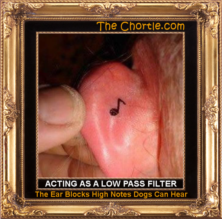 Acting as a low pass filter, the ear blocks high notes dogs can hear.