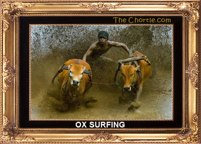 Ox surfing.