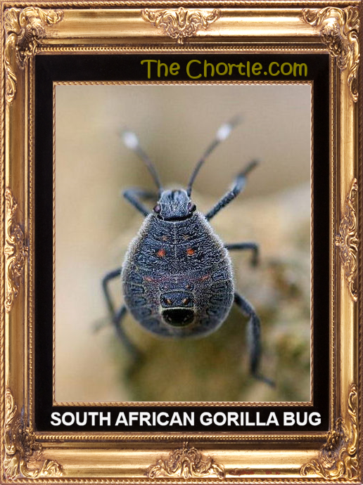 South African gorilla bug
