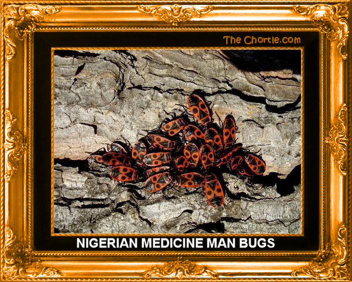 Nigerian medicine man bugs.