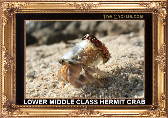 Lower middle class hermit crab.