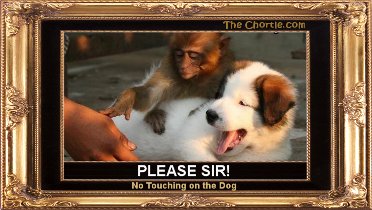 Please sir!  No touching on the dog.