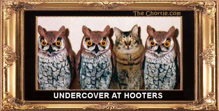 Undercover at Hooters.