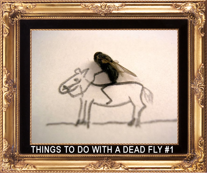 Things to do with a dead fly #1