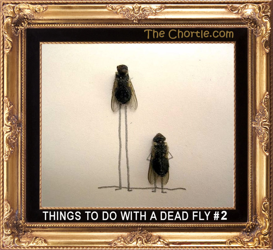 Things to do with a dead fly #2.