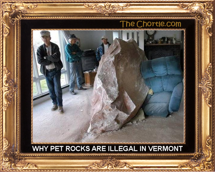 Why pet rocks are illegal in Vermont.
