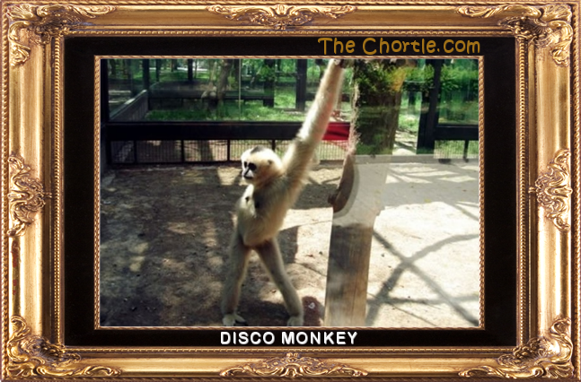 Disco monkey