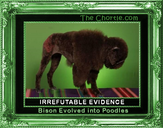 Irrefutable evidence bison evolved into poodles.