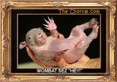 Wombat sez "hey!"