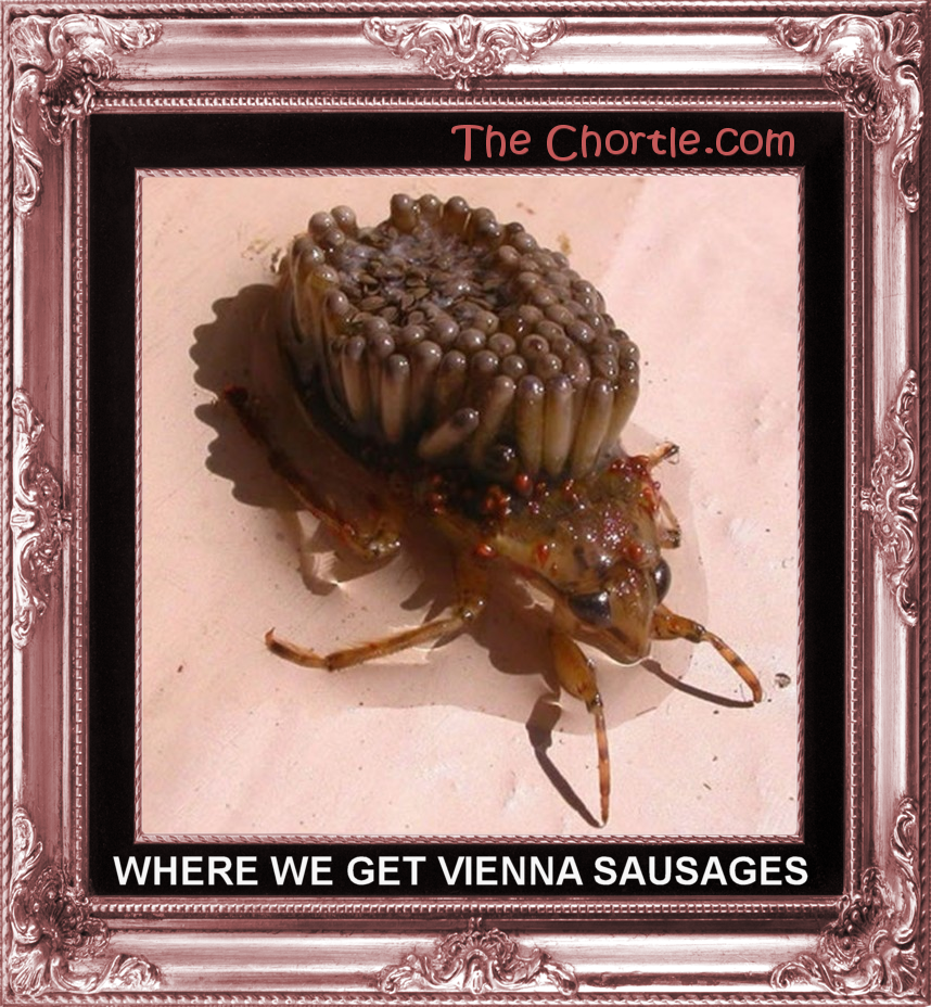 Where we get Vienna sausages