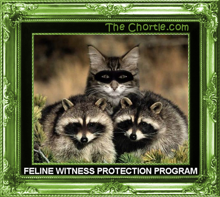 Feline witness protection program.