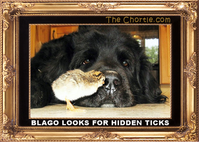 Blago looks for hidden ticks.