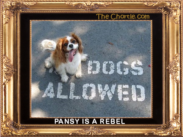 Pansy is a rebel