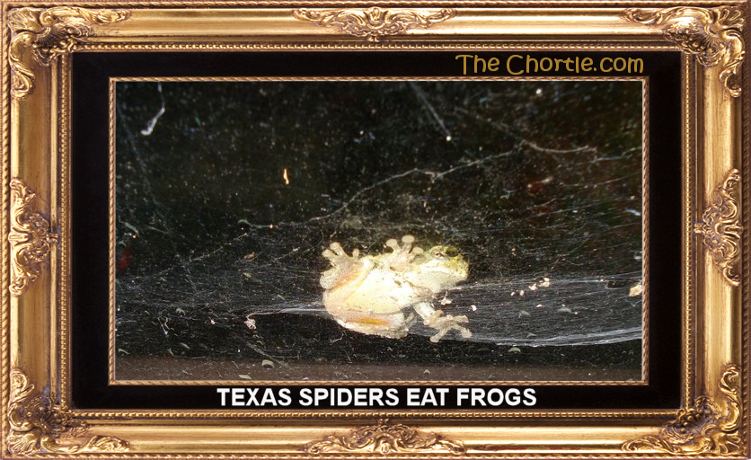 Texas spiders eat frogs.