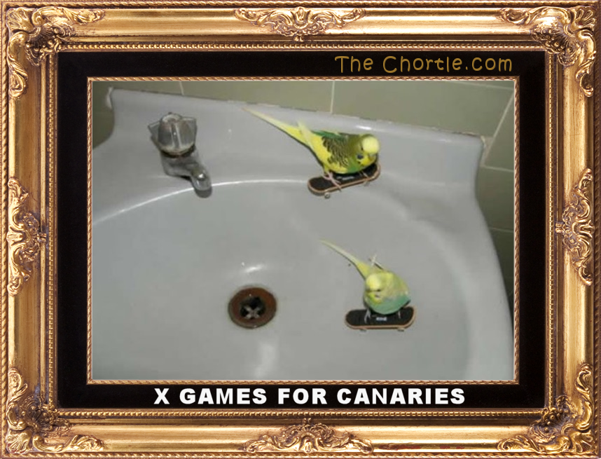 X Games for canaries.