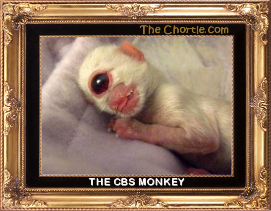 The CBS monkey