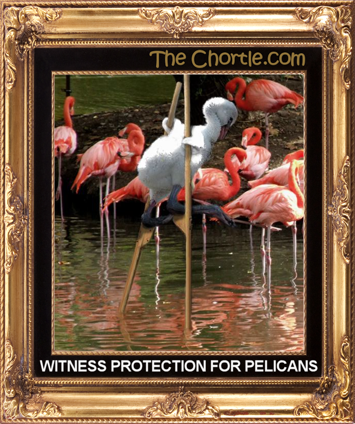 Witness protection for pelicans.