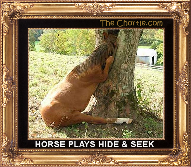 Horse plays hide & seek.
