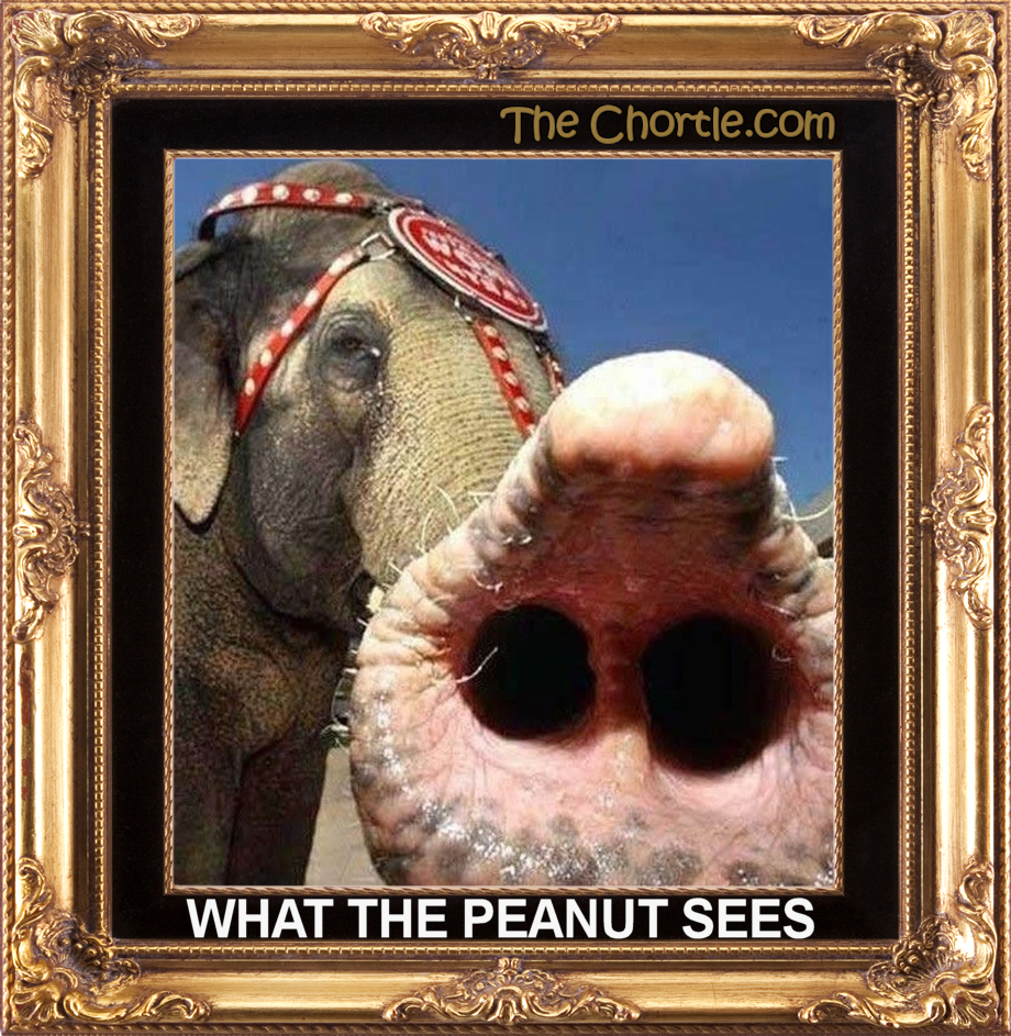 What the peanut sees.