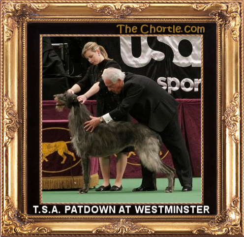 T.S.A.patdown at Westminster.