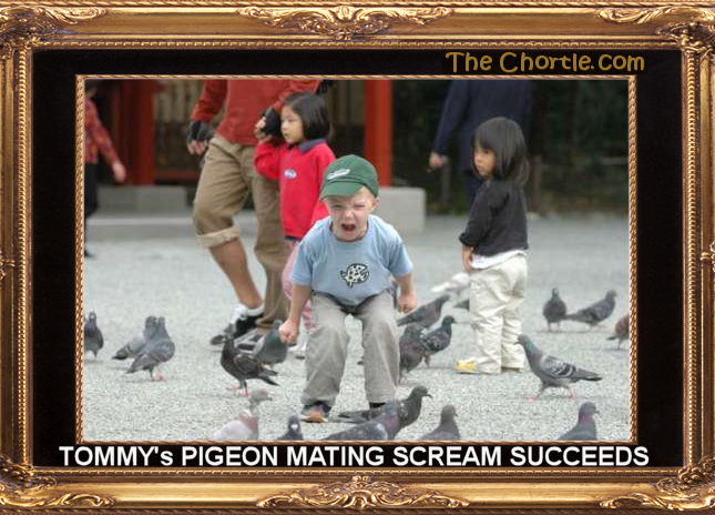 Tommy's pigeon mating scream succeeds