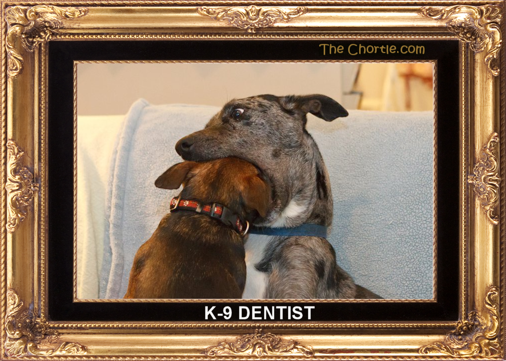 K-9 Dentist