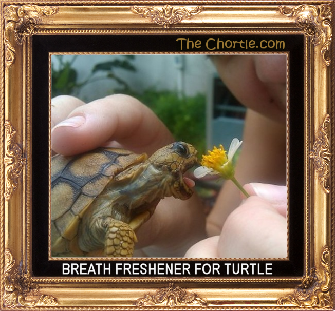 Breath freshener for turtle