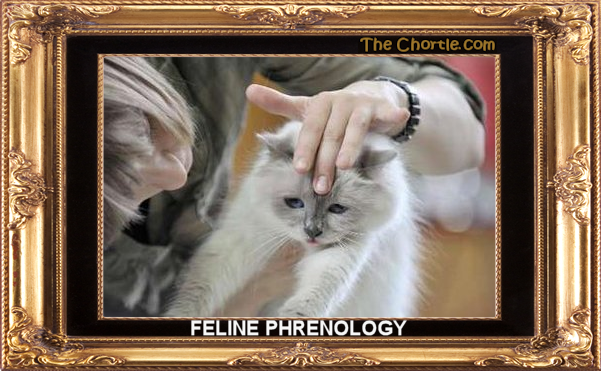 Feline phrenology