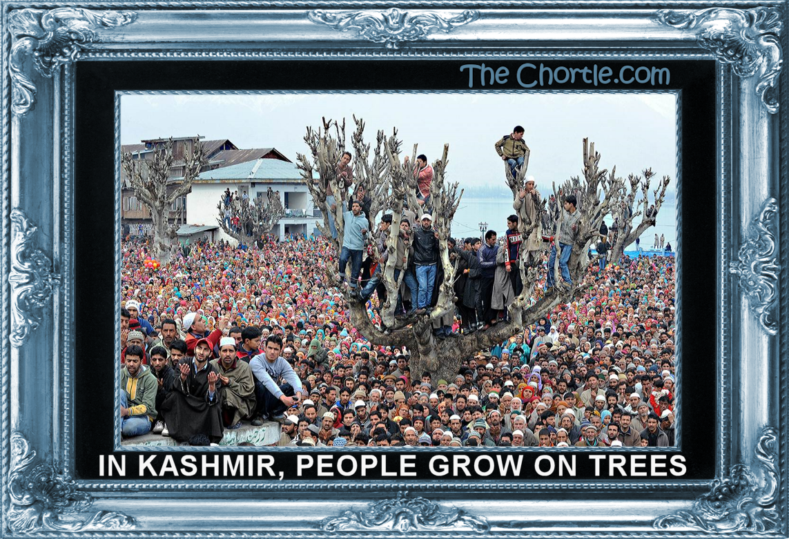 In Kashmir, people grow on trees