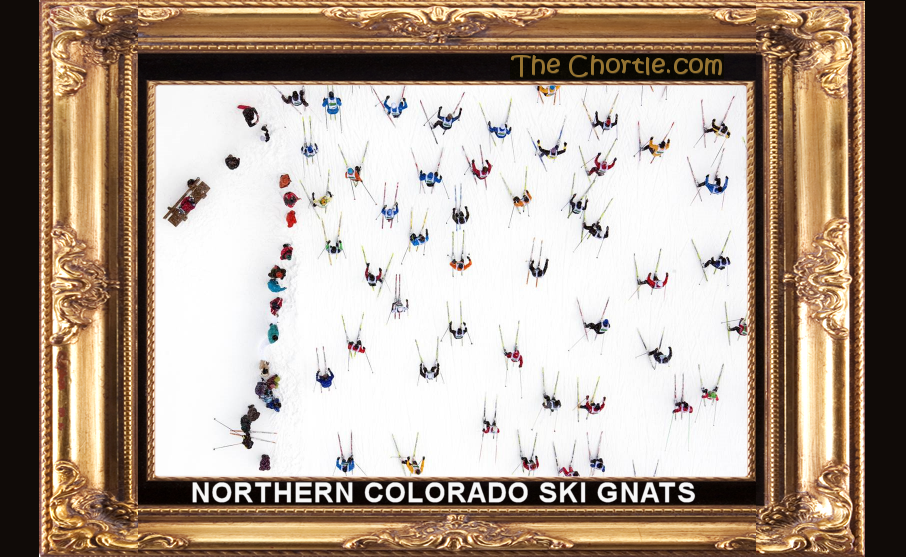 Northern Colorado ski gnats