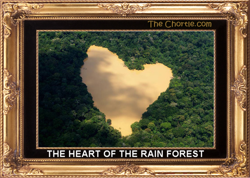 The heart of the rain forest