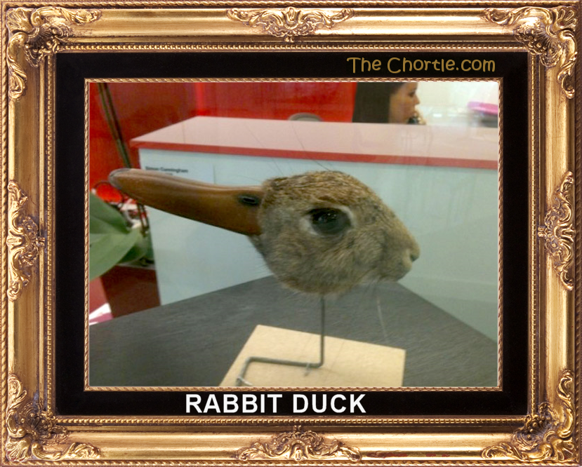 Rabbit duck