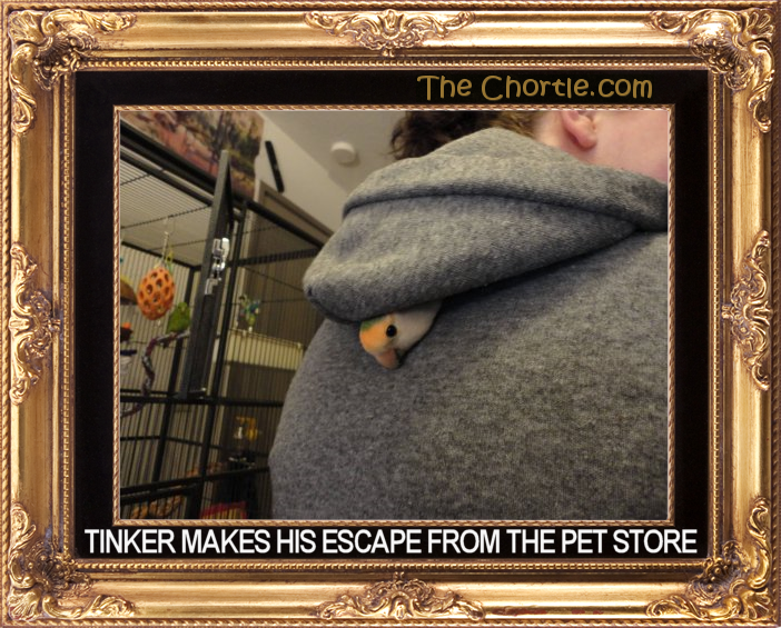 Tinker makes his escape from the pet store