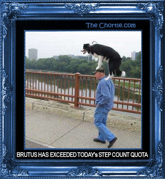 Brutus exceeded today's step count quota