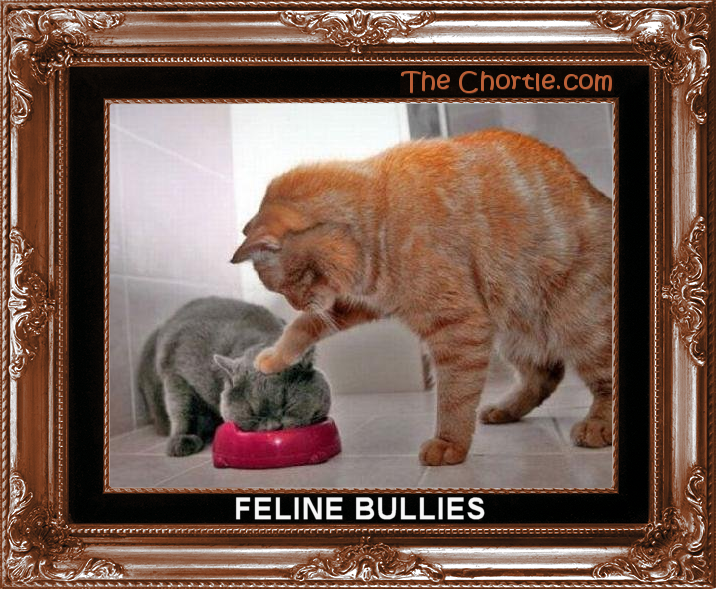 Feline bullies